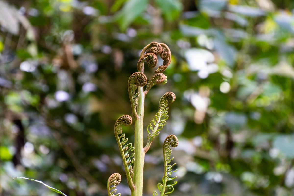 Салази Трейл