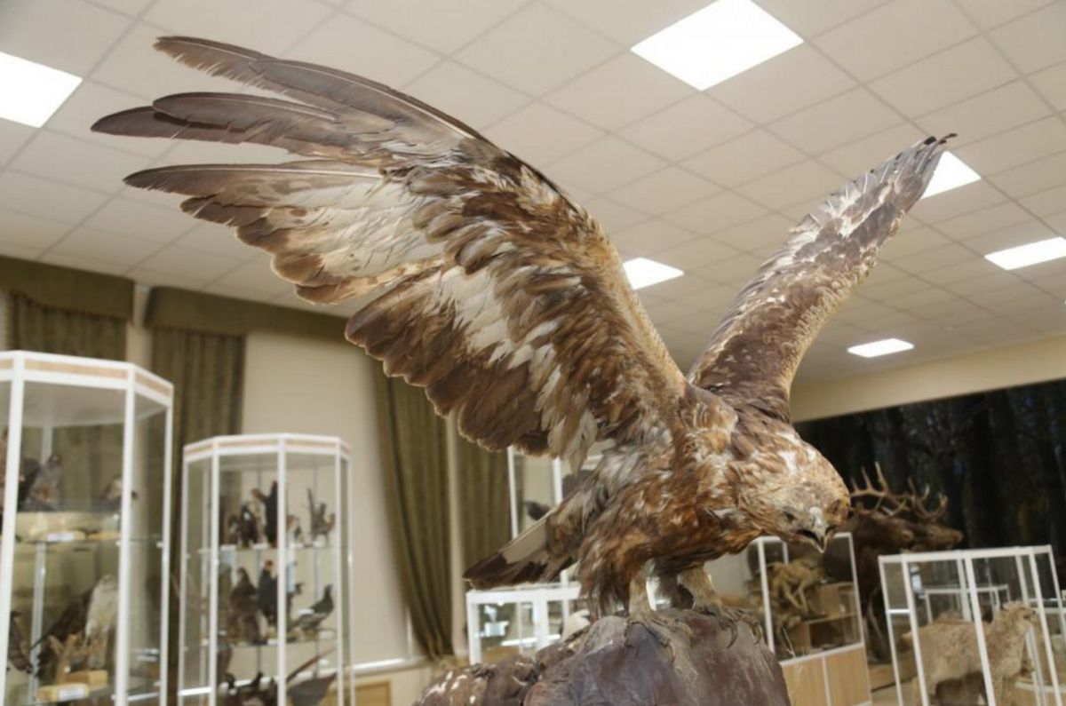 Зоологический музей Башкирского государственного университета