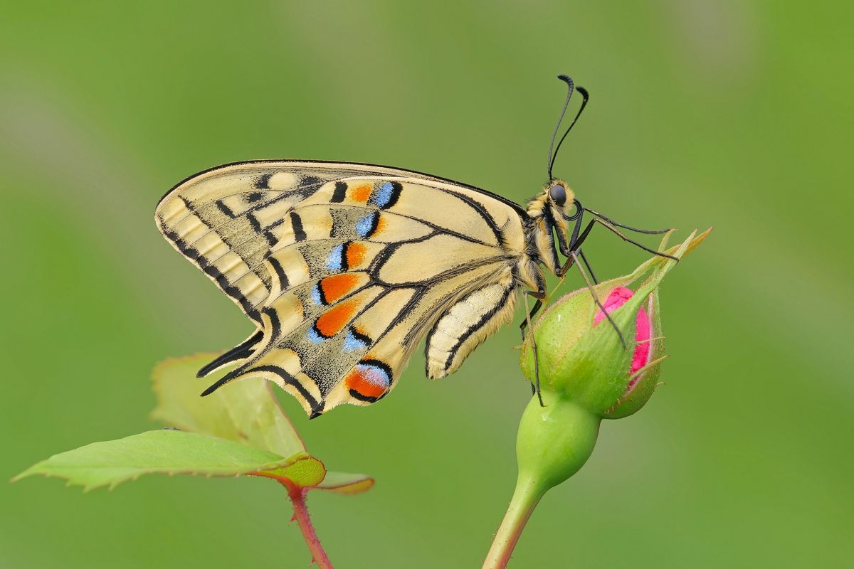 Мир бабочек