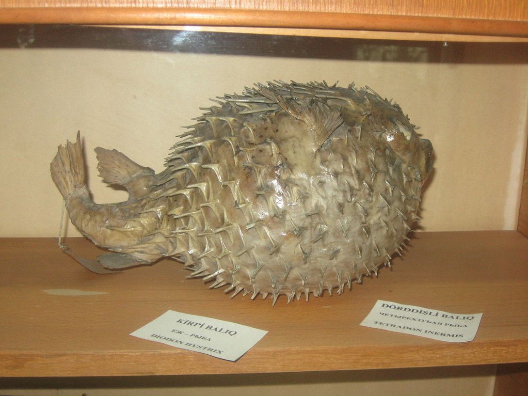 Музей Естественной Истории Имени Хасан бей Зардаби