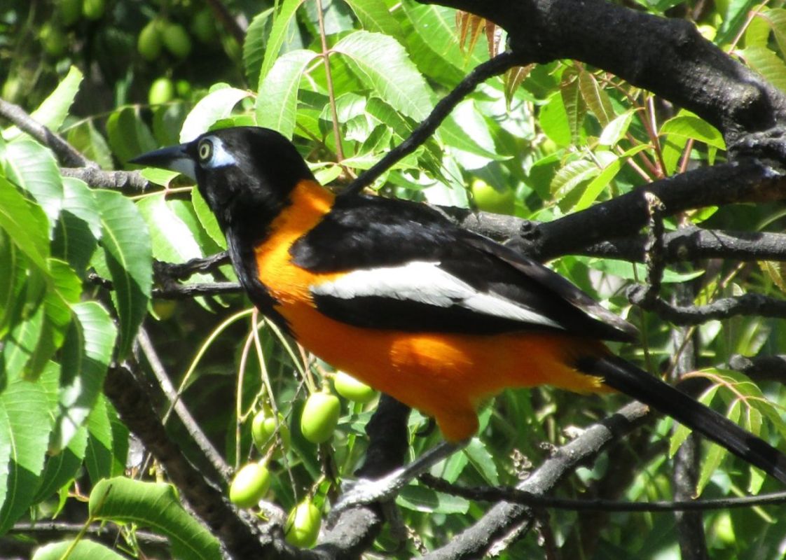 Птичий Заповедник (Bubali Bird Sanctuary)