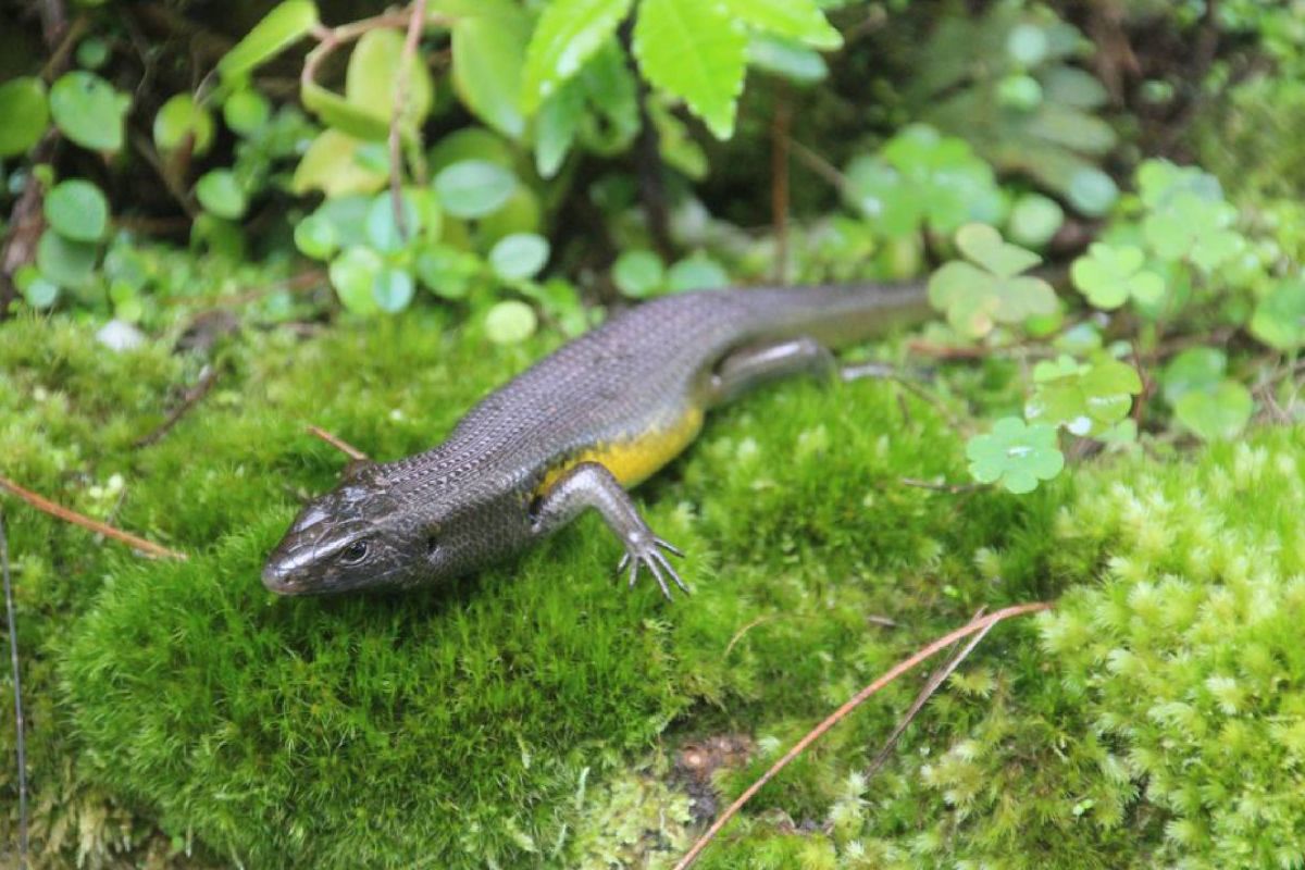 Ботанический сад Бали (Kebun Raya Bali)