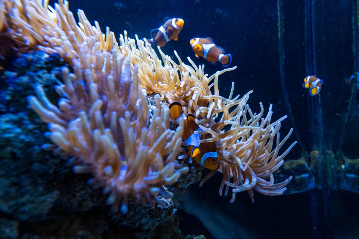 Аквариум Пулы