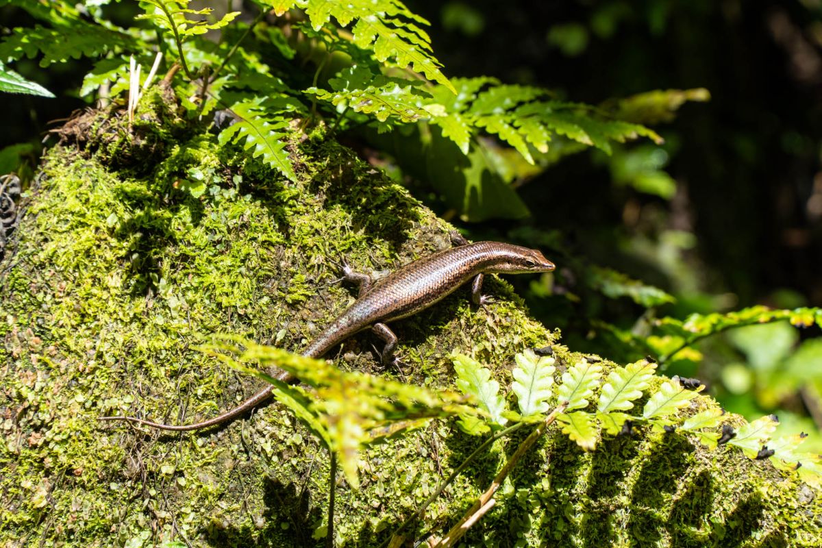 Салази Трейл