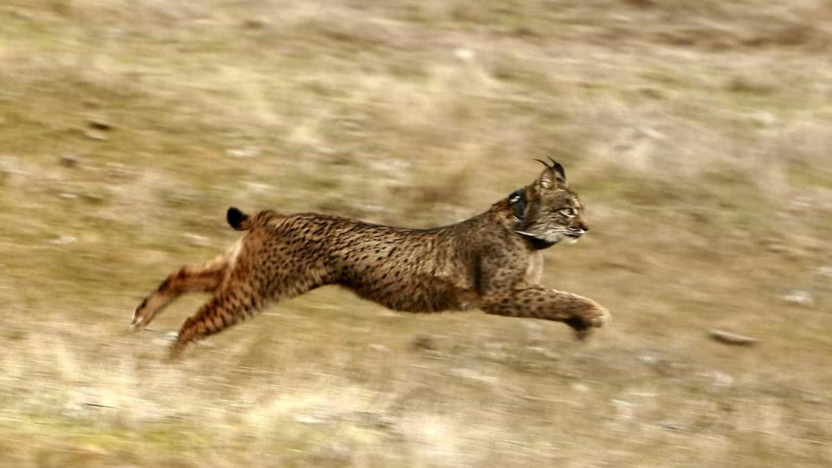 Природный заповедник Серра-да-Малката