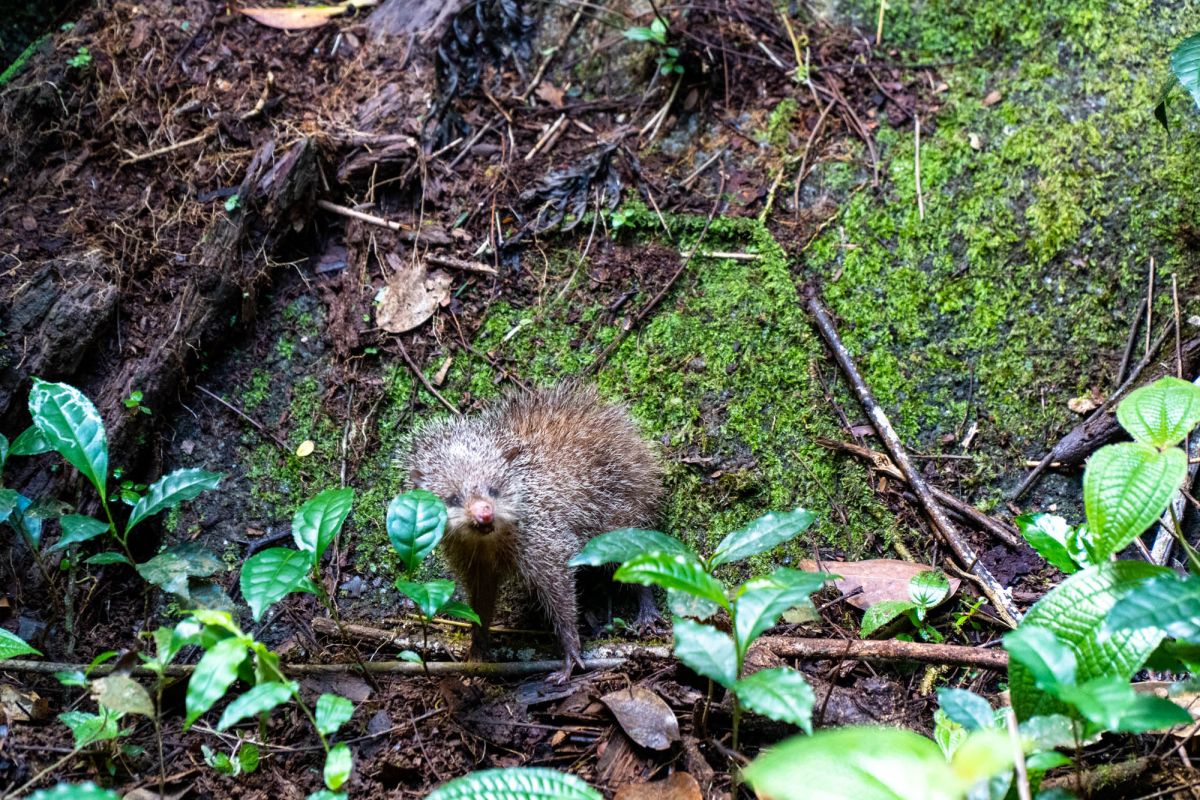 Салази Трейл