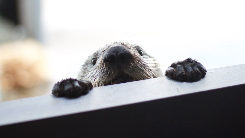 Голубая планета, Национальный аквариум Дании