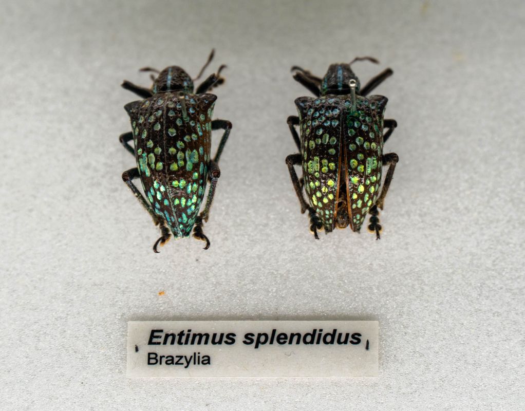 Музей естественной истории Вроцлавского университета