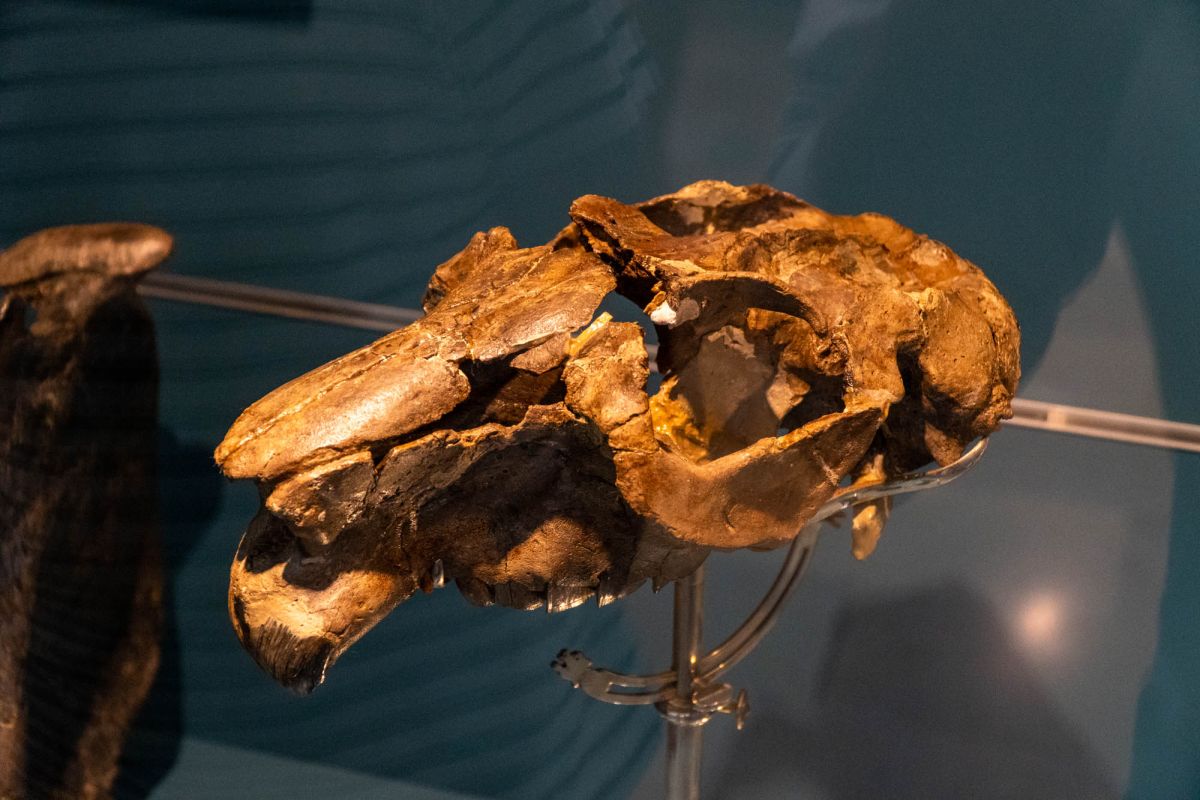 Музей естественных наук