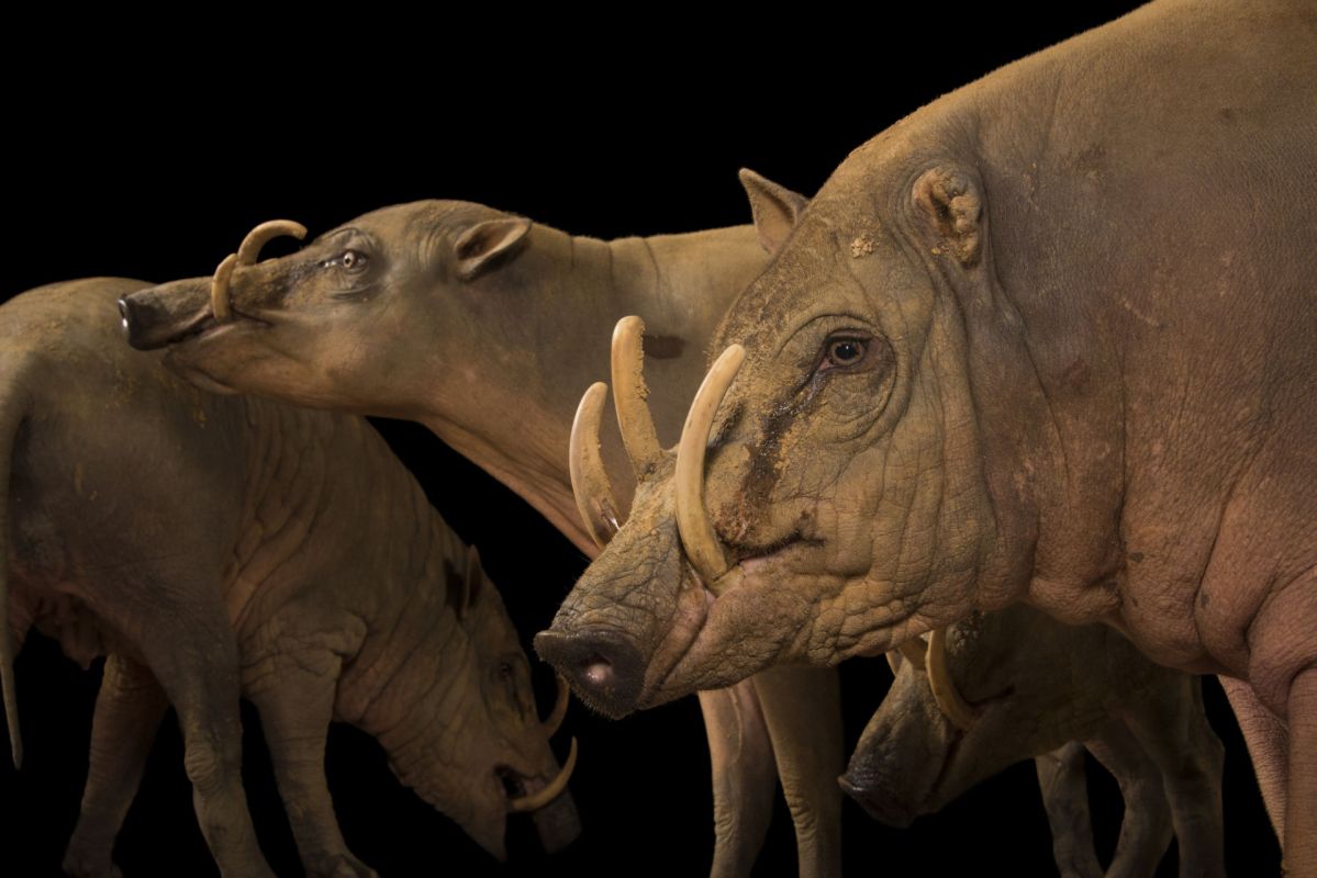 Ночное сафари