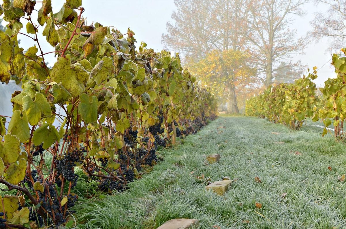 Сидровая ферма Тори