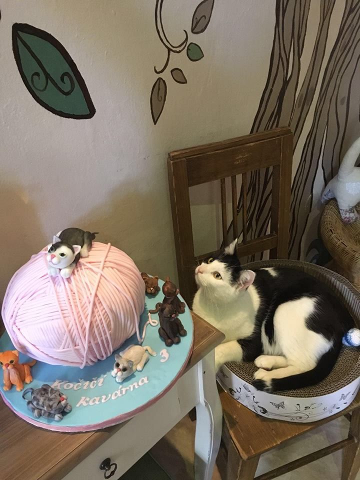 Кошачье кафе (Kočičí kavárna)