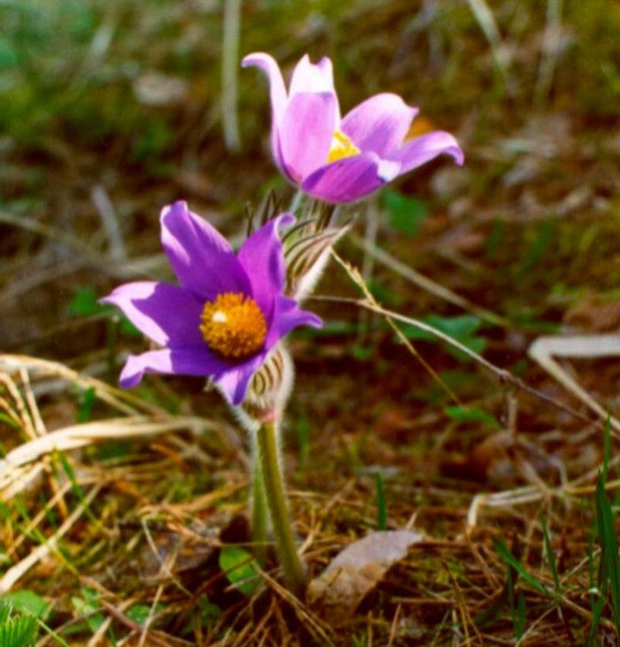 Дарвинский государственный природный биосферный заповедник