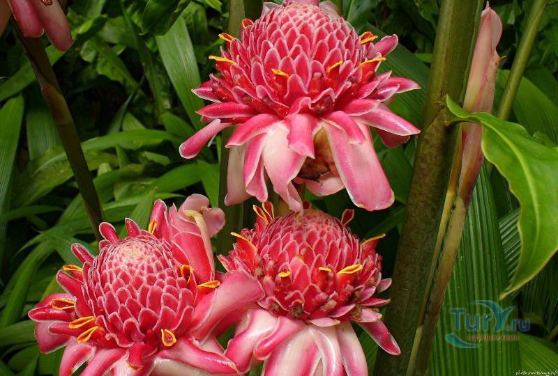 Ботанический сад Балата