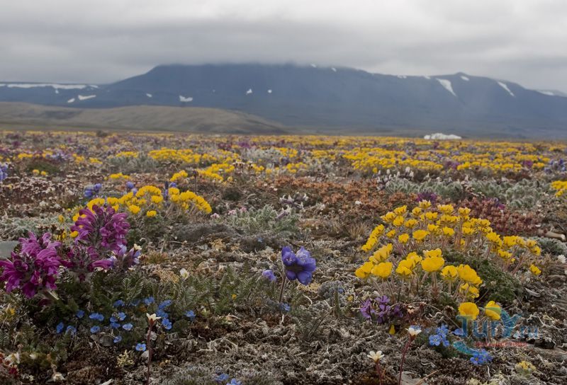 Заповедник Остров Врангеля