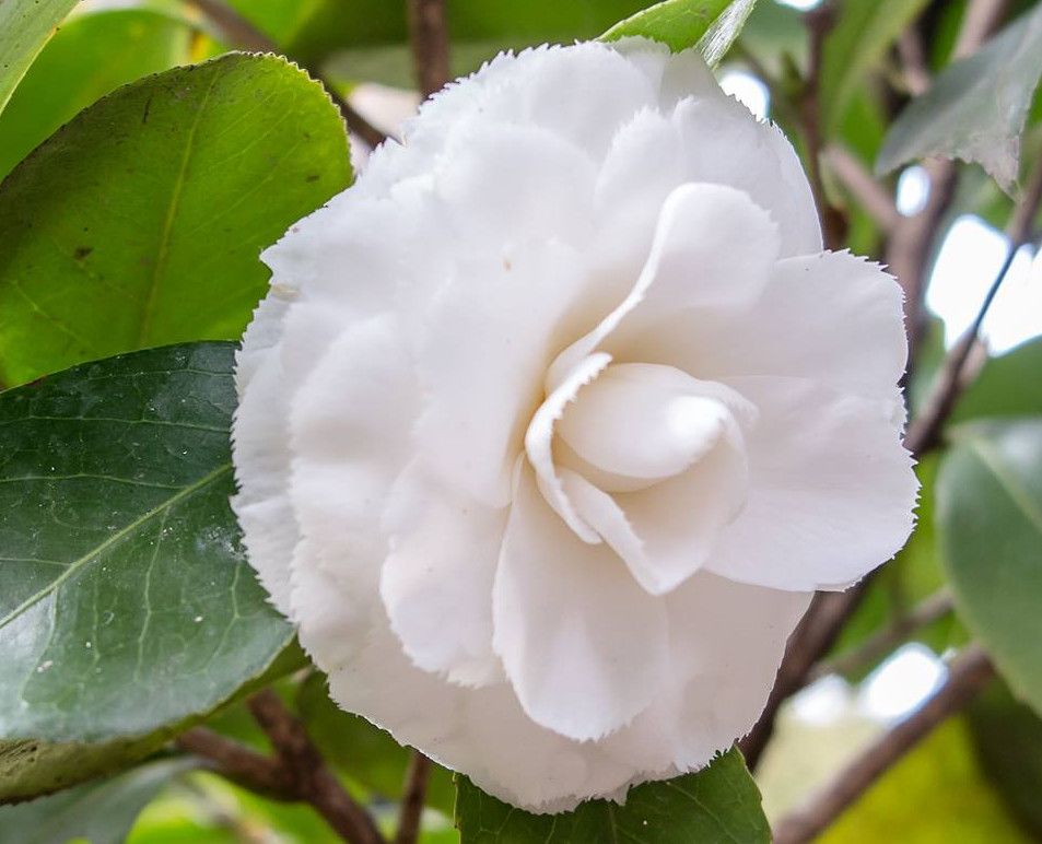 Королевский ботанический сад Мадрида