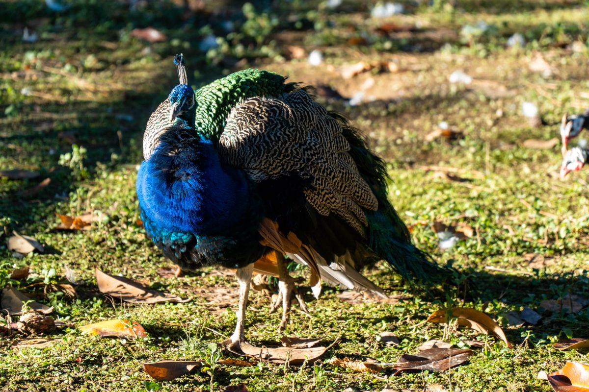 Птичий питомник