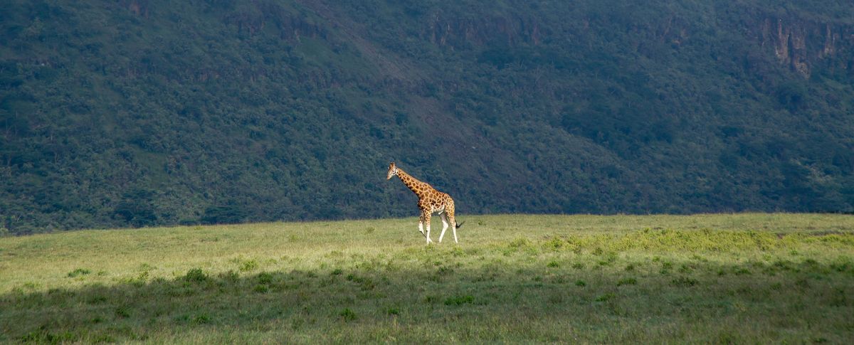 Озеро Накуру Национальный парк