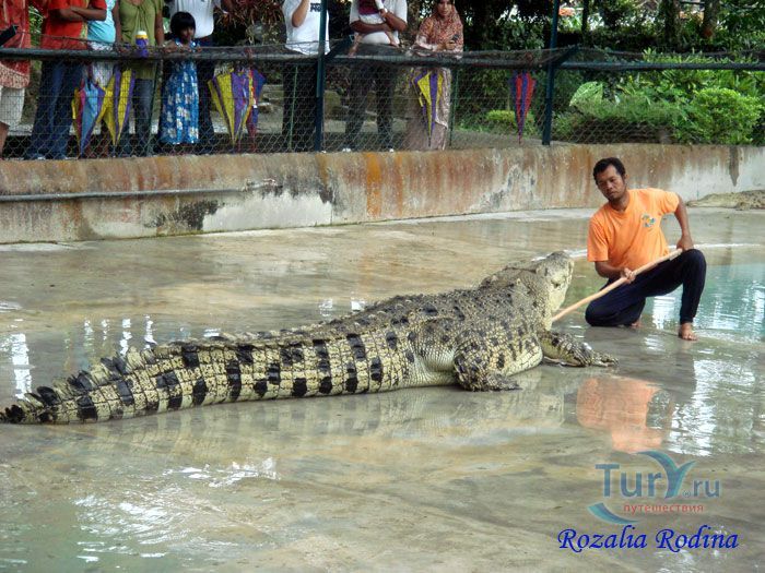 Крокодиловая ферма Лангкави