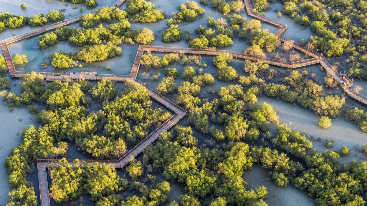 Мангровый парк Джубаил