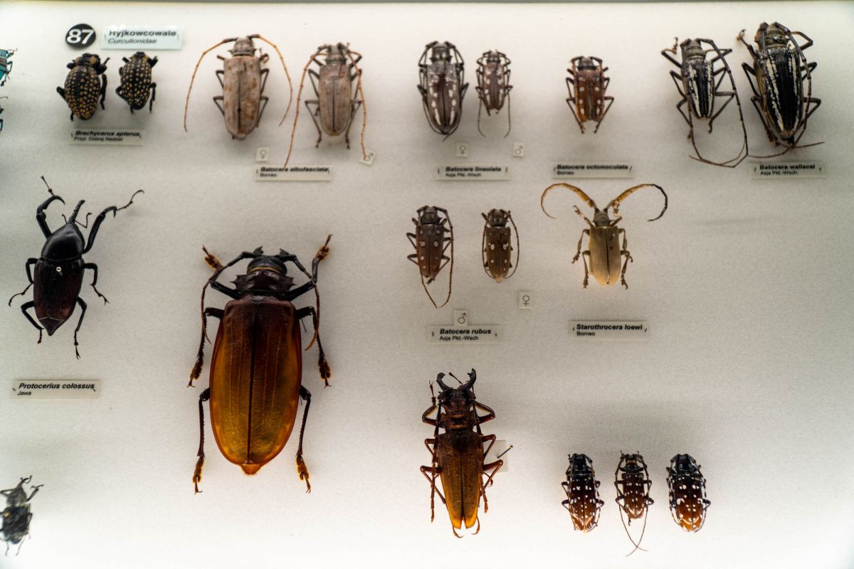 Музей естественной истории Вроцлавского университета