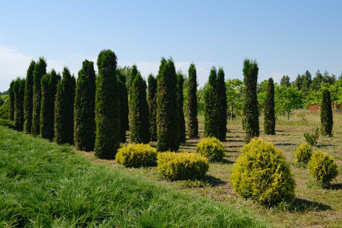 Дендрологический сад имени Н.М. Минниханова