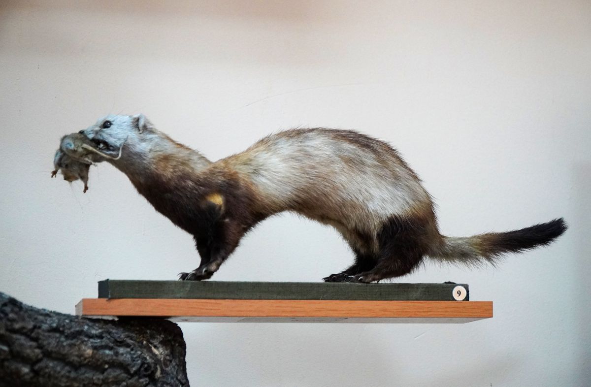 Житомирский музей природы