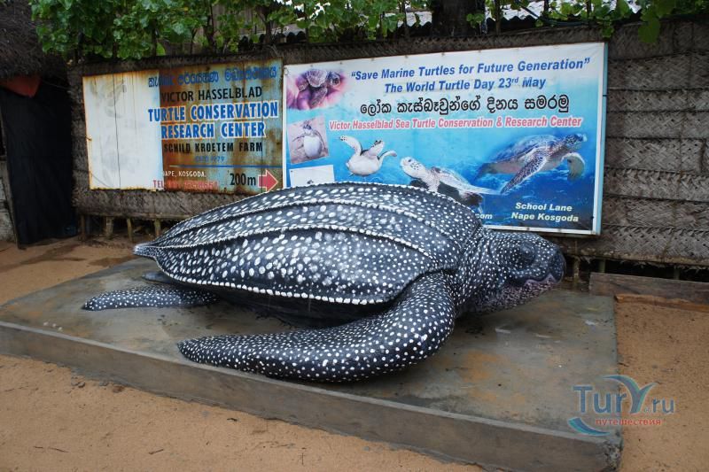 Черепашья ферма Turtle Conservation Research Center в Косгоде
