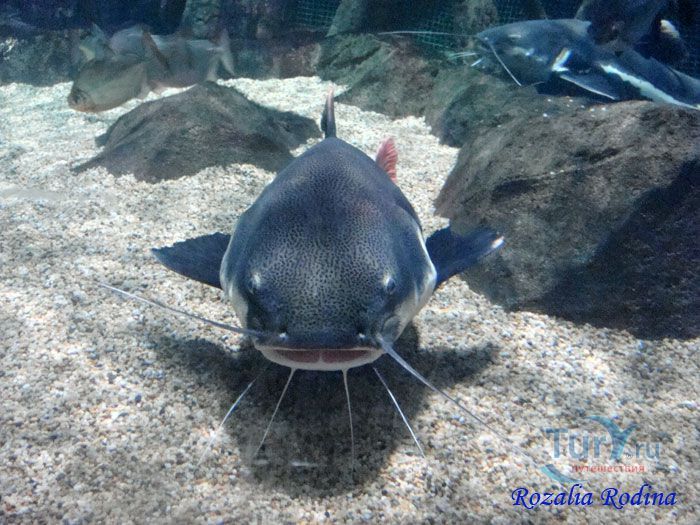 Подводный мир Лангкави