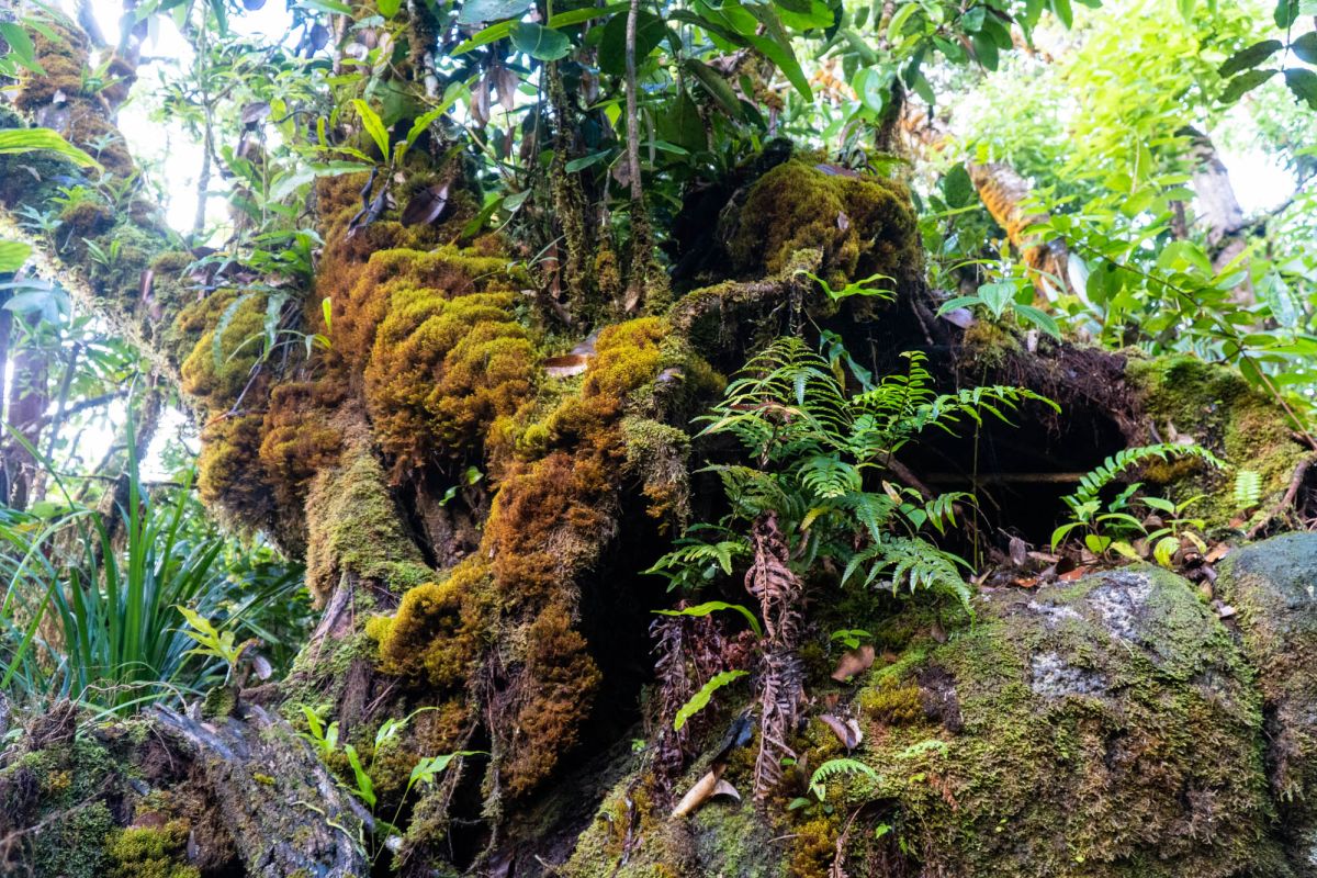 Морн Блан Трейл