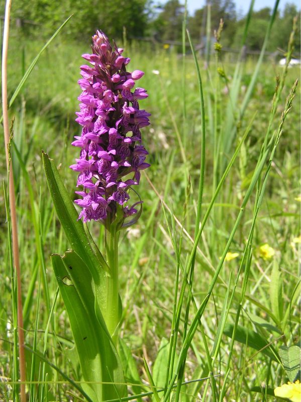 Кыргессаареская демонстрационная грядка с орхидеями