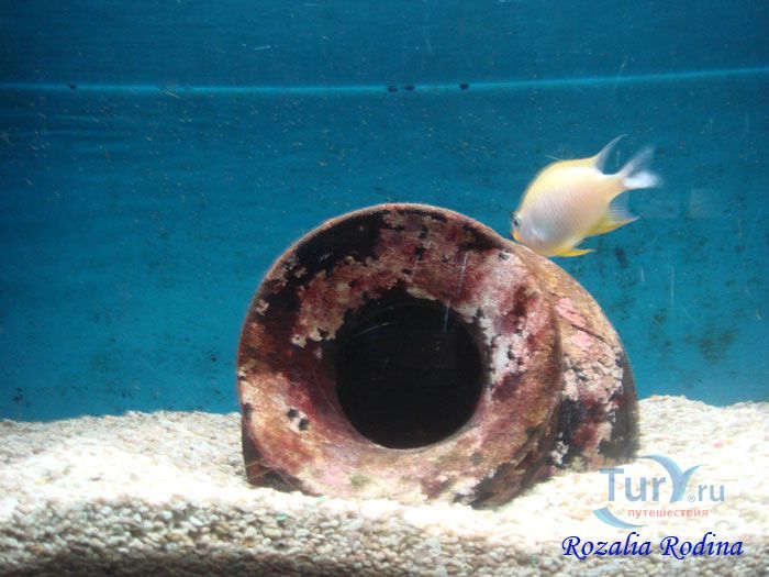 Подводный мир Лангкави