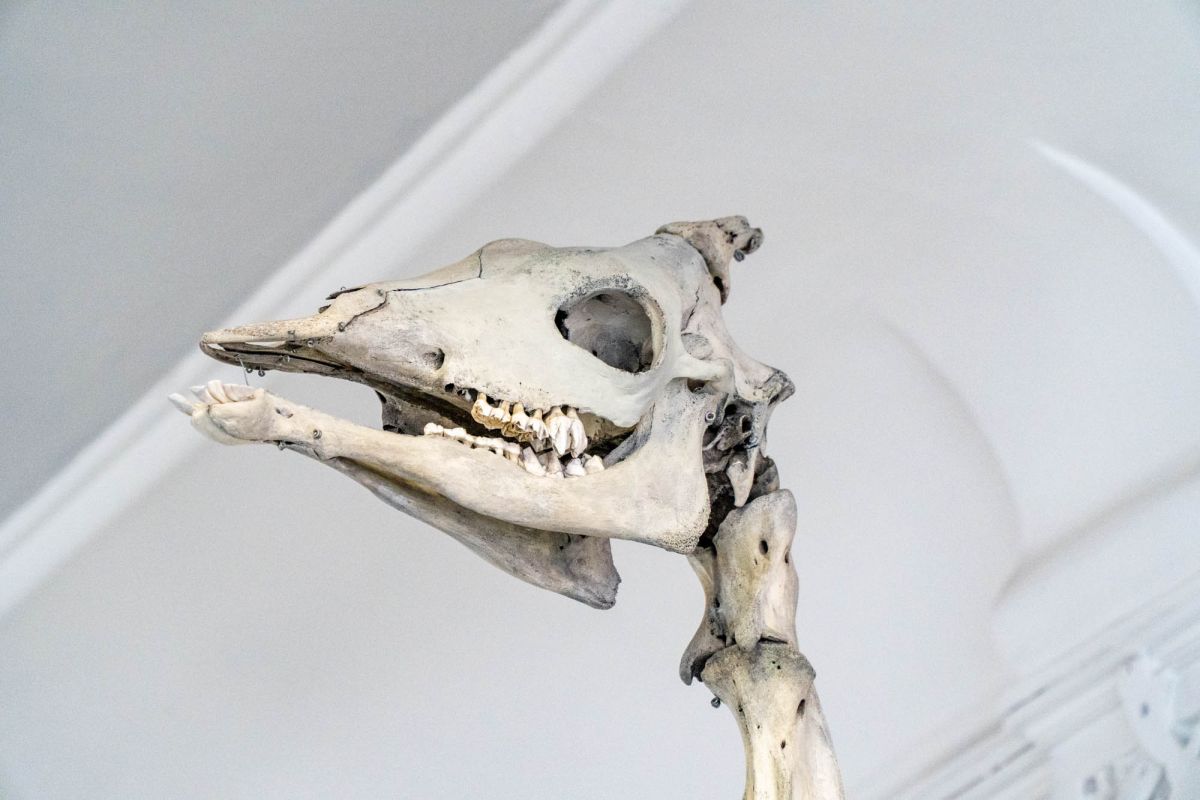 Музей естественной истории Вроцлавского университета