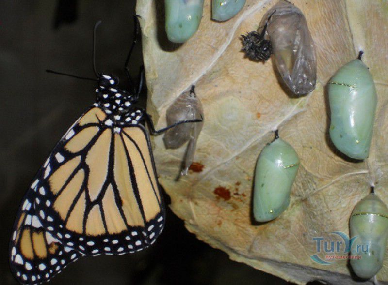 Сад Бабочек Мартиника