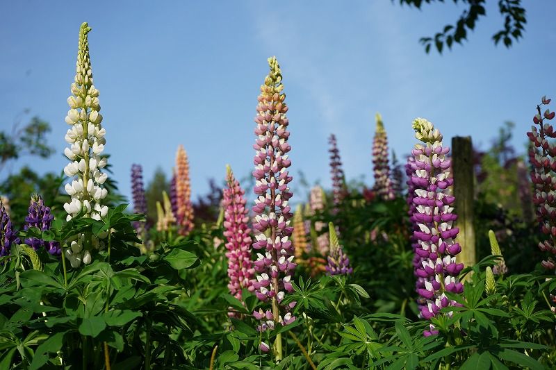 Ботанический парк города Удзи