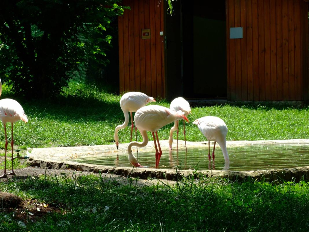 Краковский зоопарк