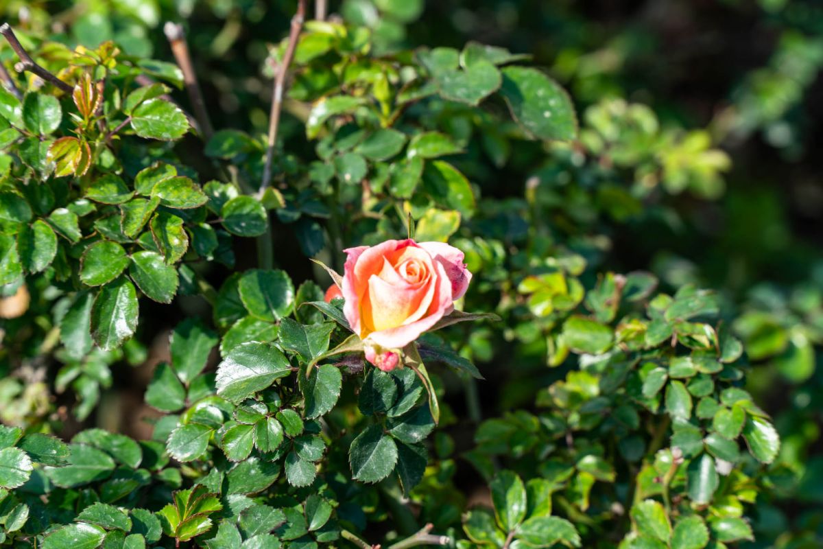 Сад Турия Валенсия. Парк Турия