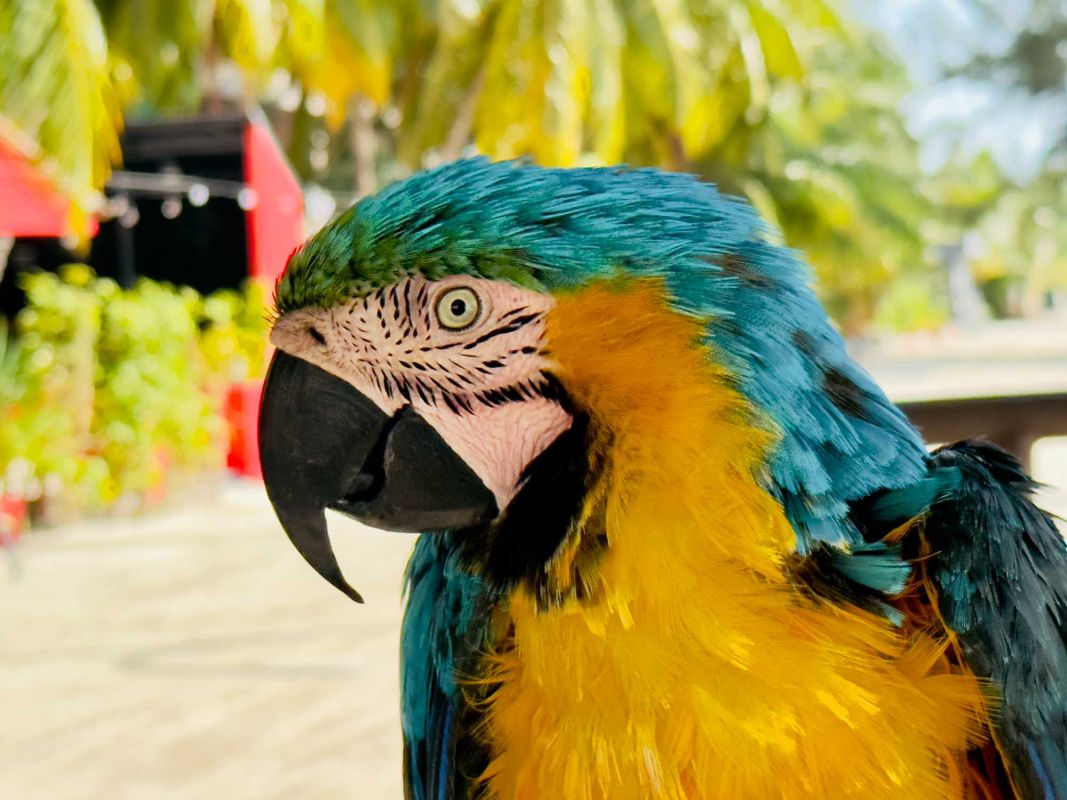 Пэррот Спот