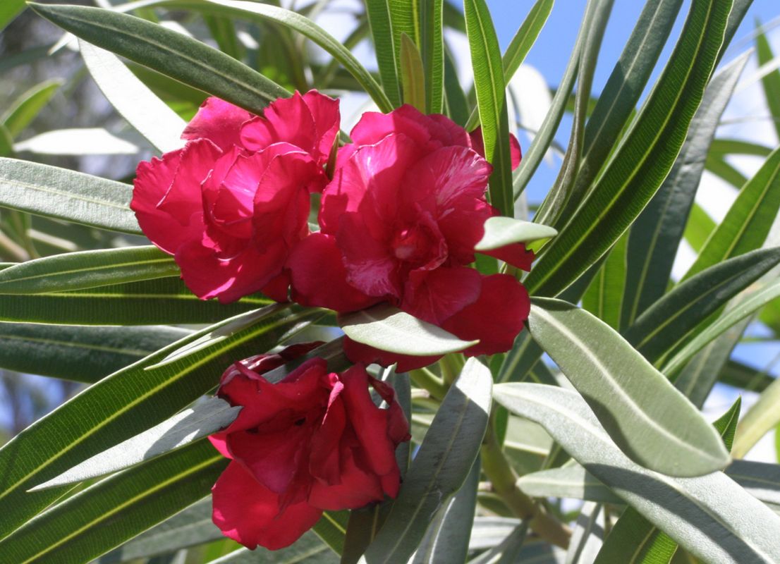 Ботанический Сад  Дж.Р. О Нила