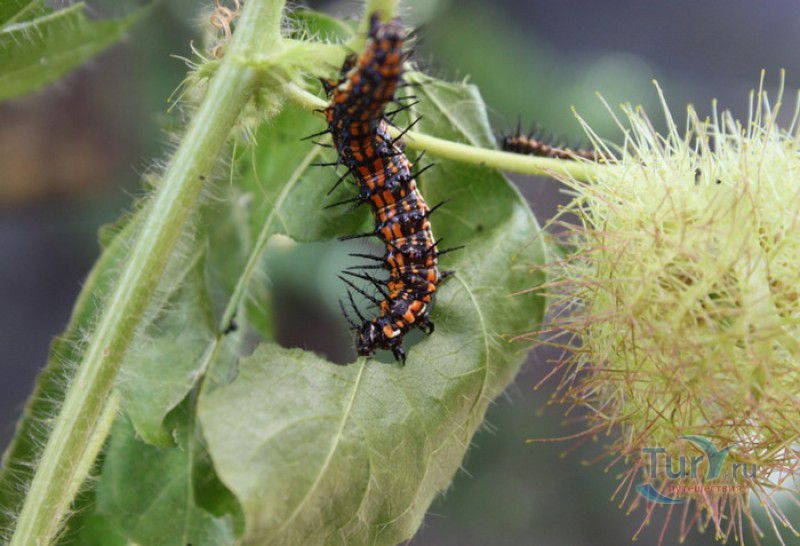 Сад Бабочек Мартиника