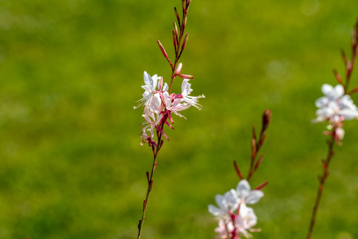 Сады дворца Педральбес