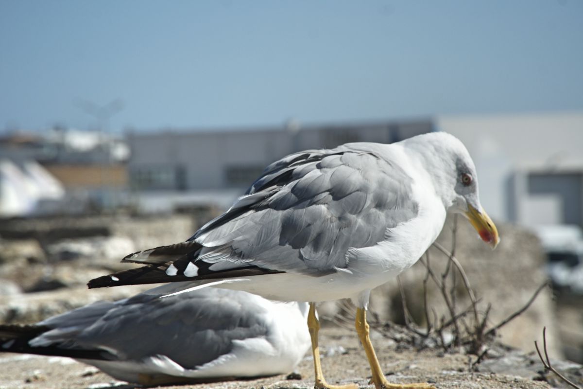 Национальный музей сопротивления и свободы