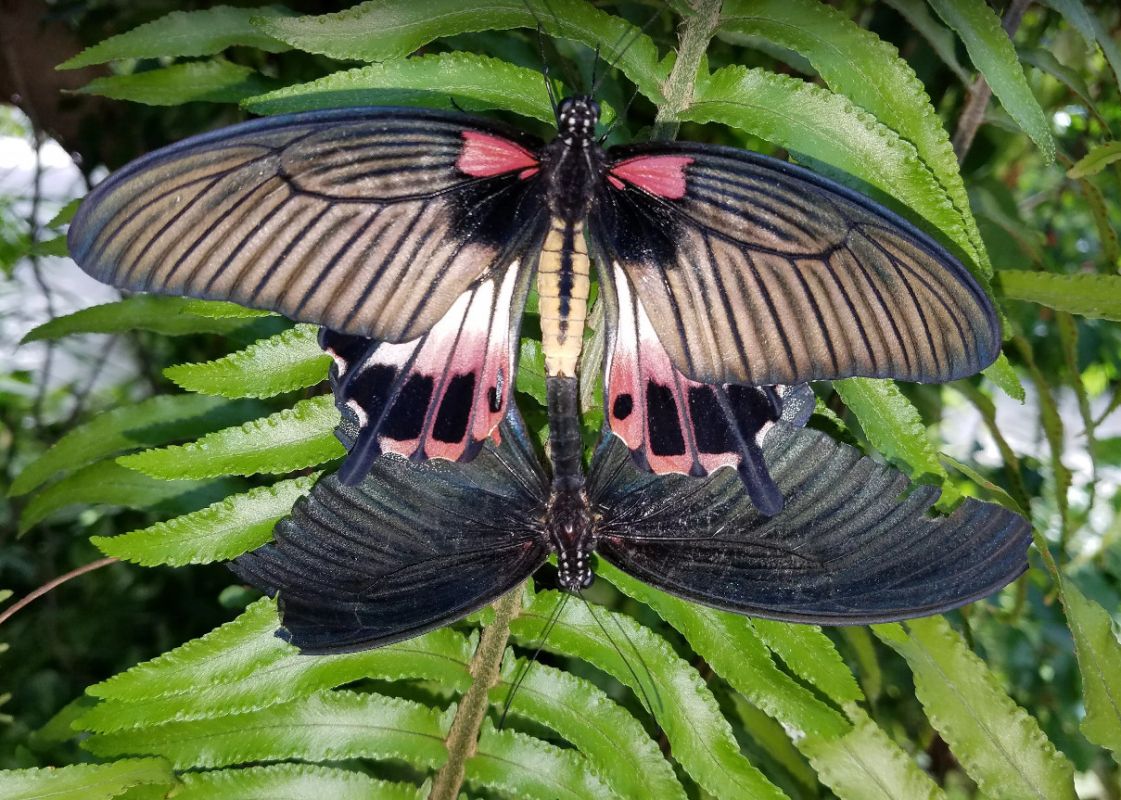 Ферма Бабочек (Aruba Butterfly Farm)