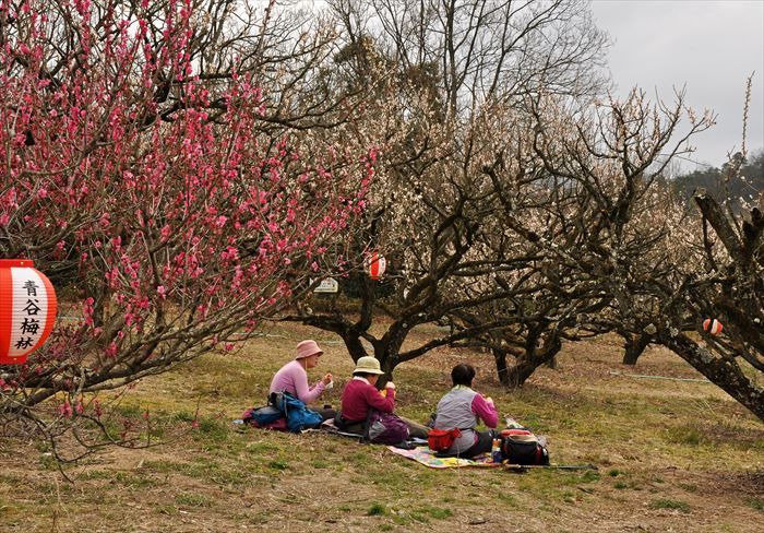 Сливовая роща Аодани