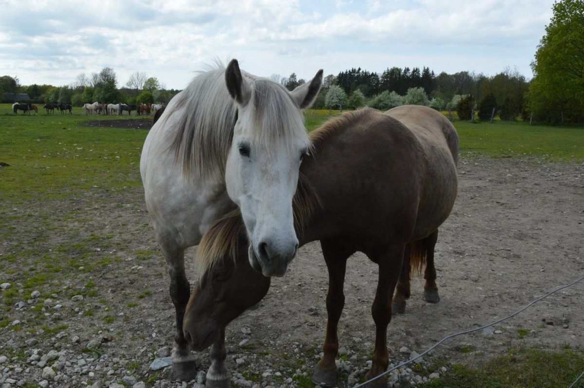 Хутор конного туризма Reinu ratsatalu