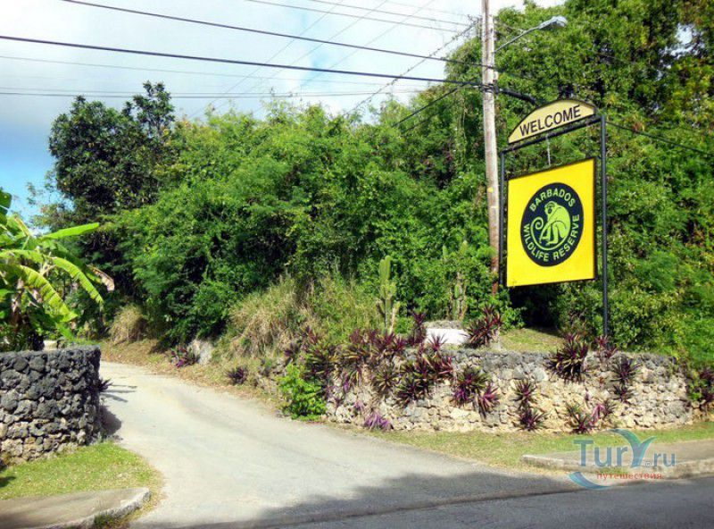 Природный Заповедник Барбадос