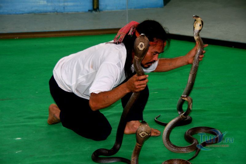 Змеиная ферма