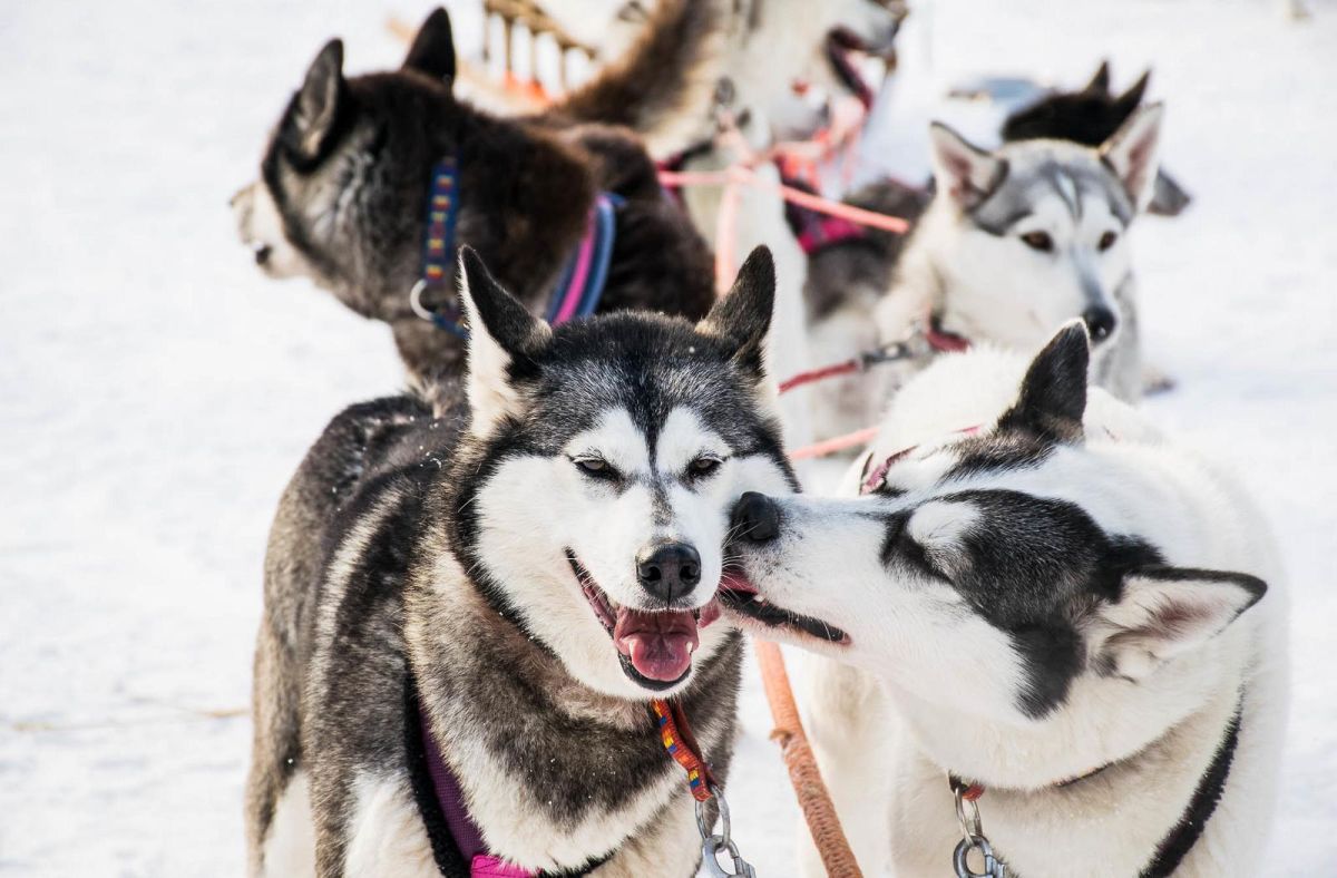 Семейный хутор ездовых собак «Хаски-парк»