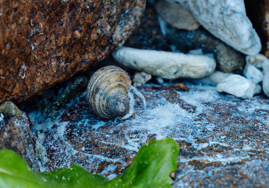 Пляж Петит Анс, Маэ
