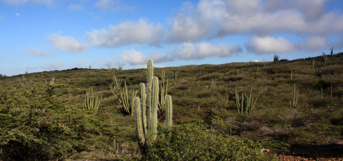 Национальный Парк Арикок (Arikok National Park)